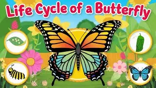 The Butterfly Life Cycle  | Four Stages of the Butterfly Life Cycle | #kids #education #science