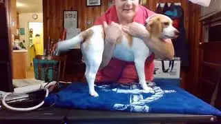 Poe Animal Restraints