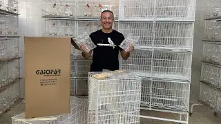 Aula 6: Veja onde colocar os Filhotes de Canário para que fiquem mais fortes