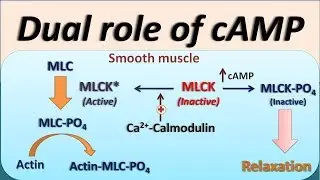 Dual role of cAMP - Cardiac contraction and Smooth muscle relaxation