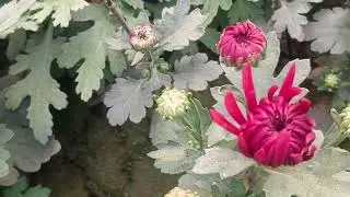 Biutiful garden plant flowers 🌼🏵️