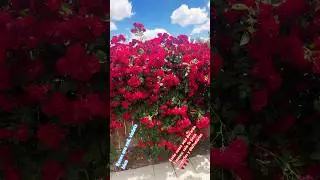 Roses are red, violets blue&hellip; #california #roses #jardin #garden #flores #whatabeauty #beauty