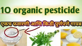सुरक्षित व नैसर्गिक घरगुती कीटकनाशक कसे बनवावे | बागेतील किडींमुळे त्रास होतोय? हे उपाय नक्की पहा