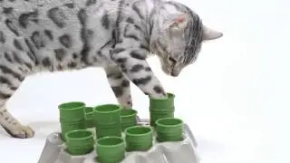 AiKiou Stimulo Cat Interactive Feeder