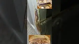 MEGALOPTERA conhe&ccedil;a a Lacraia d'&aacute;gua nesse #FlagraAnimal | Formiga Le&atilde;o ( Inseto [ BioPrimal { BIO }