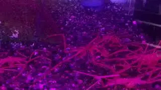 歩くウミグモ(沼津港深海水族館）