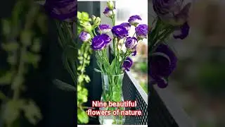 #viral #flowers #drawing #nature#dekhaekkhwaab