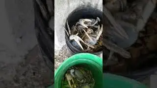 🦀 crab hunting #food