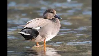 Gadwall (Mareca strepera) 4K