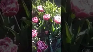 Тюльпан Brest (Fringed Tulipa 'Brest', fringed tulip bulbs)
