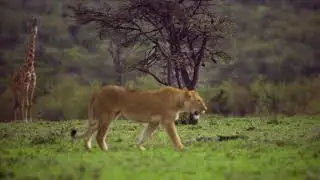 Lioness Taking a walk | Wildlife | Free stock footage | 4K video |