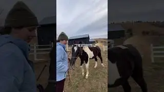 Work my 4 horses with me! #equestrian