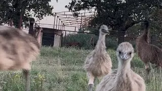 15 emu chicks and help from friends #emus #farming 