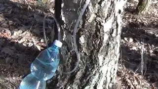 Jak pozyskać sok z brzozy?