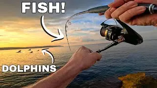 Dolphins Are BAD For Fishing. MYTH?