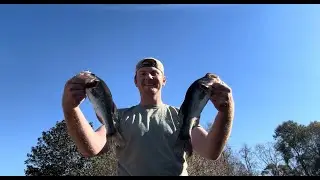 Catching Bass in Crazy Clear Water (Catch, Clean, Cook)