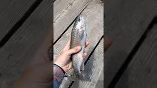 Discovered my Superpower! (Comment When You Notice) #trout #fishing #perfectloop