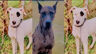 WORLD MOST FIGHTER DOGS || BEST DOGS IN THE WORLD || MOST EXPANSIVE DOGS #Dogs #BestDogs #fogstalker