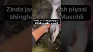 zinda kasar panaah pitaji shighara Baker maschili #music #bollywood #fish #india #tasty #subscribe
