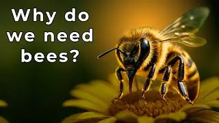 Bees Are More Than Pollinators &mdash; Their Real Mission Is Incredible