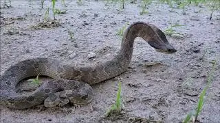 Eastern Hognose Snake Pretending To Be Dangerous