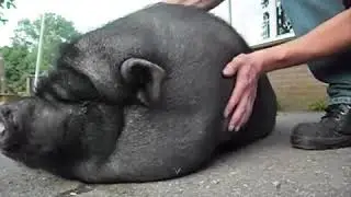 Toepaii death metal vocals pig squeal😆🐷🐖🐽