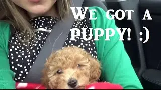 Getting a PUPPY! Our 8 week old toy poodle.