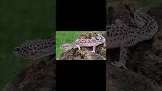 Geco Leopardino Galaxy #exotic #nature #animals  #wildlife #reptiles #lizard #leopardgecko