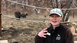Waterhole What's New: Meet Hailey, the newest red-necked wallaby joey - December 2019