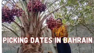 Picking Dates iN Bahrain,/Together with/@ceciliavlog
