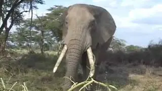 Elephant's Eye