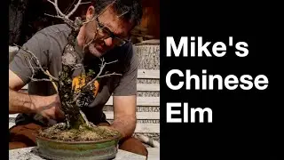 Mike's Siberian Elm: Dave's Bonsai E504