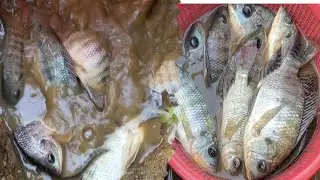 fish video 1: catch fish with mini pump @Vanlasse #fish