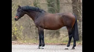 Diabell(+Lord Fauntleroy)/ DIARADO x TINKA'S BOY - 2012 mare