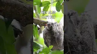 🦇🌿 Meet the Colugo: The Amazing Gliding Mammal! 🌌🐾
