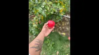 APPLE PICKING AT HONEYPOT FARMS, STOW MA