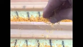 BATCH soapmaking - Adding Organic Calendula flowers to Poured Soap in Molds