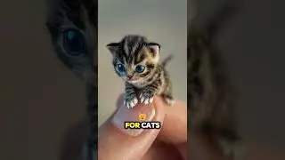 Colorful Cute Cats in Micro Camera! Ultra Close-Up Moments That Melt Your Heart!