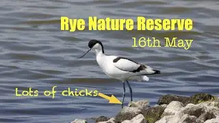 Rye Harbour Nature reserve lots of chicks