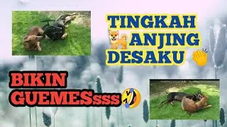 ANJING DESAKU / Ayyu Sekar Official