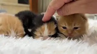Amazinggg #cat #imut #kucing #shortvideo #fypシ 
