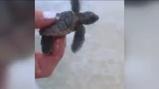 Teen facing charges for using sea turtle hatchling as fishing bait