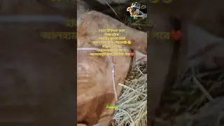 #respect #dairy #cow #calf #humanity #nature #animals #viral #reels #shorts #youtubeshorts #fyp