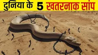 दुनिया के 5 सबसे खतरनाक जहरीला सांप। 5 most dangerous  snakes in the world