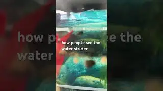 what dose the water strider look like up close
