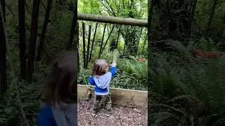 Bushcraft and Mindfulness camp