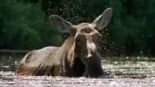 Black Fly Attack | A Moose Named Madeline | BBC Studios