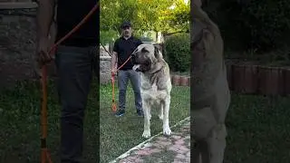 Giant Turkish Anatolian Shepherd🦁