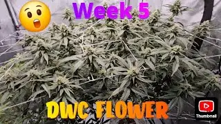 Week 5 Flower DWC/Hydroponic Weed Grow