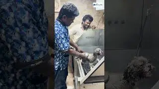 நான் எப்பவுமே அழகு தான் ...😍😎  #pets #petcareprovider #petlovers #tnagar #chennai #comedy